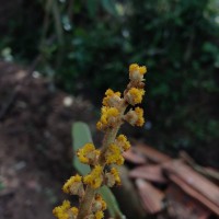 Mallotus tetracoccus (Roxb.) Kurz